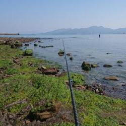 青物  アジング  エギング