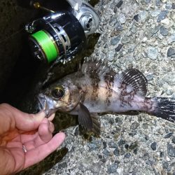 メバルにガシラに良型続き!