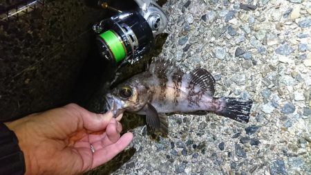 メバルにガシラに良型続き!