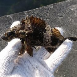 根魚釣りはソイまみれに