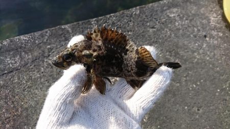 根魚釣りはソイまみれに