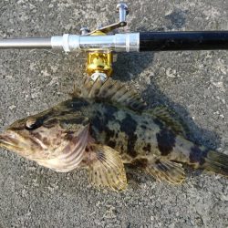 穴釣りも活性上がってきた？