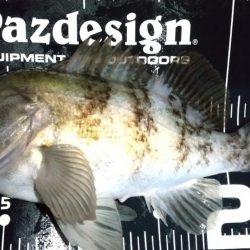 退勤フィッシングでメバル