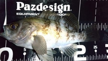 退勤フィッシングでメバル