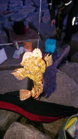 メバルは渋いがガシラはツ抜け