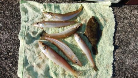 東二見でキス釣り