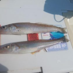 東二見でキス釣り