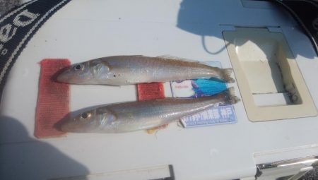 東二見でキス釣り