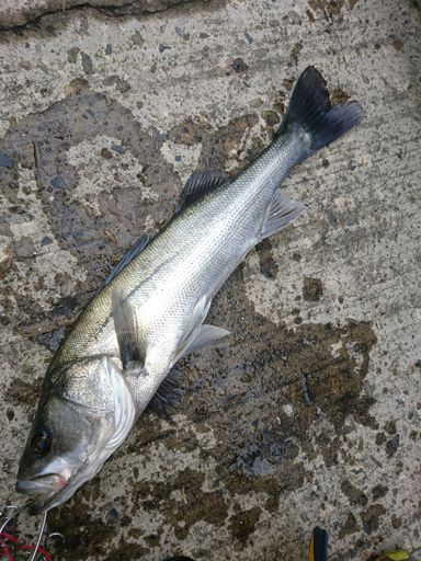 今日は堤防でマルスズキ釣果ｗ居合わせた二人…