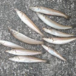 3連休最終日も東二見でキス釣り