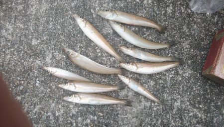 ３連休最終日も東二見でキス釣り