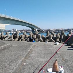 今朝も東二見でキス狙い