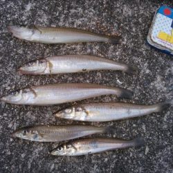 キス仕掛けで大物が釣れました