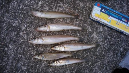 キス仕掛けで大物が釣れました