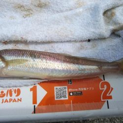 強風の東二見釣行