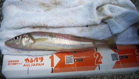 強風の東二見釣行