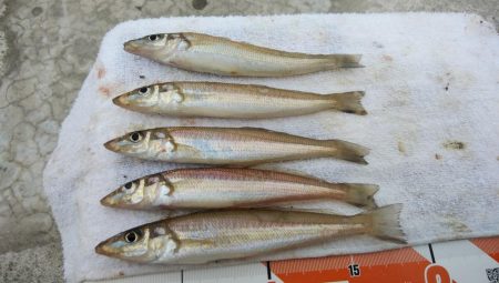 今朝も東二見でキス釣り