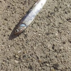 カタクチイワシが釣れました。