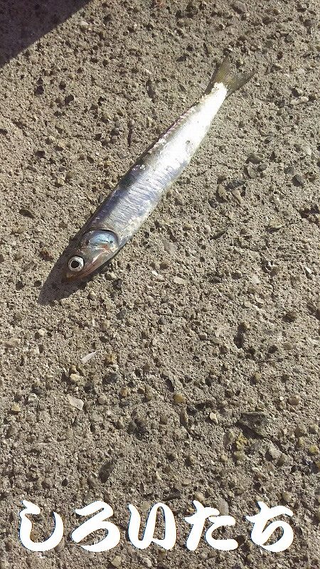 カタクチイワシが釣れました。