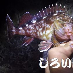 初ガシリング！