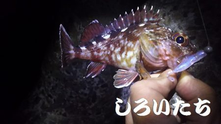 初ガシリング！