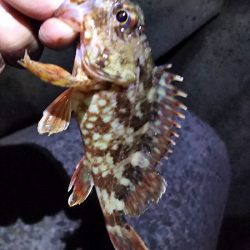 今日も、ワームで釣りに行く。
