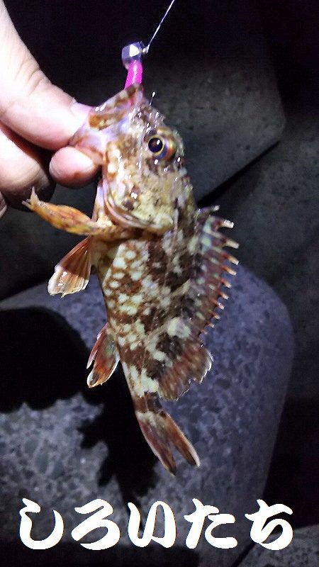 今日も、ワームで釣りに行く。