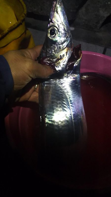 3月のタチウオ、はじめて釣った。