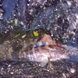 港でのクエ釣り