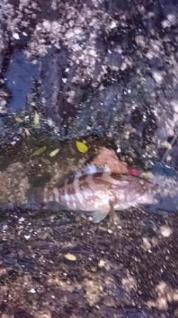 港でのクエ釣り