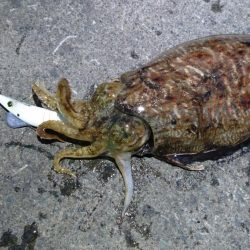 コウイカエギング