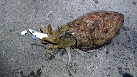 コウイカエギング