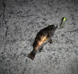 めばるプラッギング