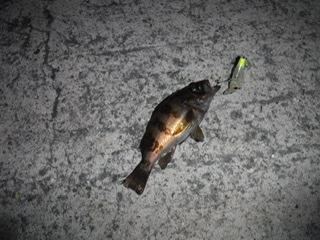 めばるプラッギング