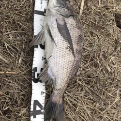 イチノ兄弟、釣果!