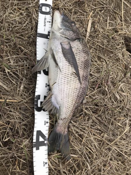 イチノ兄弟、釣果！