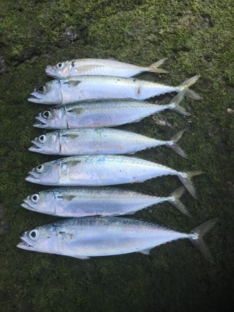 良型サバ　爆釣