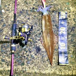 ヤリイカエギング