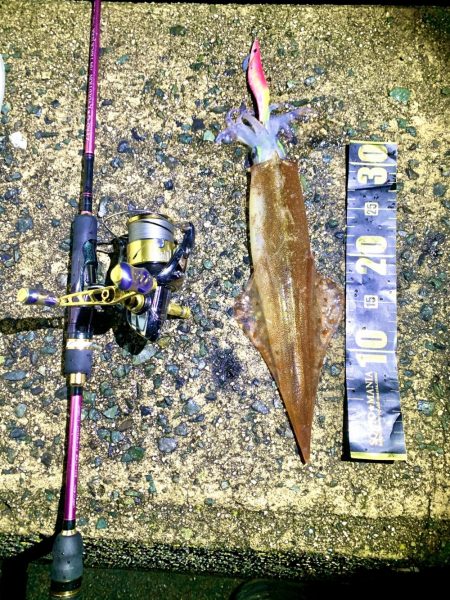 ヤリイカエギング