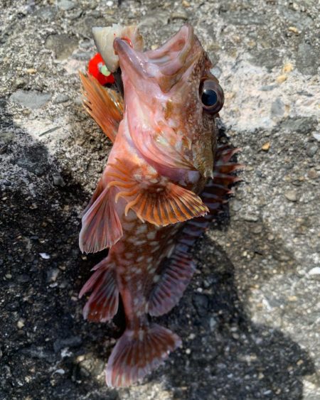 和歌浦漁港で穴釣り