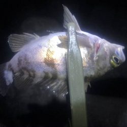 下の方で、なんとか小さいのゲット