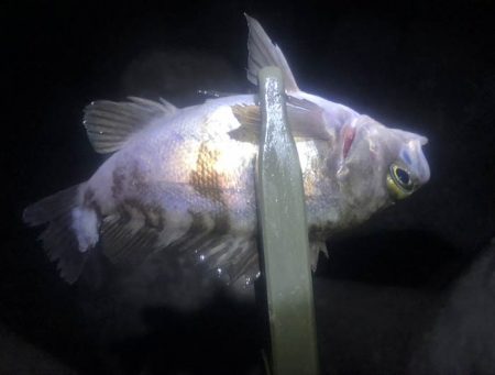 下の方で、なんとか小さいのゲット