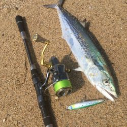 サゴシ釣れました