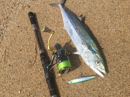 サゴシ釣れました