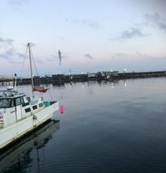 やっぱり深日港!中羽イワシが乱舞。