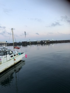 やっぱり深日港!中羽イワシが乱舞。