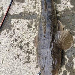 イカ狙いのはずが…