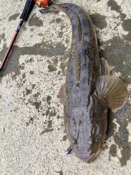 イカ狙いのはずが…