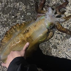 春　アオリイカ君