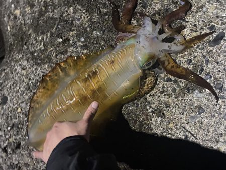 春　アオリイカ君